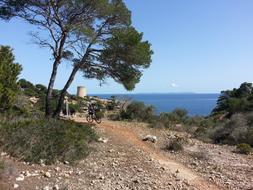 landscape of Mallorca Cala Pi Pine