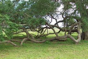 Growing Old Green