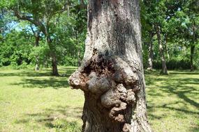 Face Facs Trees at park
