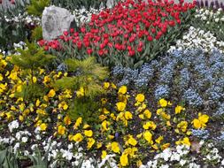 Flowers Bed Flower