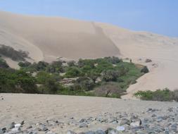 green oasis in the Peruvian desert