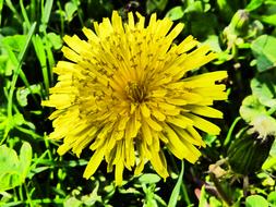 Dandelion, top view of Blossom, macro