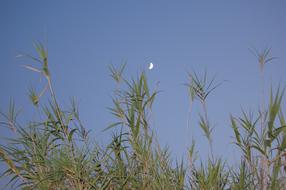 moon over green grass