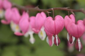 perfect Red White bell Flowers