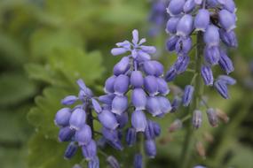 magnificent Blue bell Flower