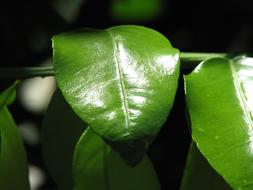 Leaves Tree Green on a dark blurred background