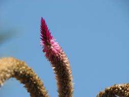 extraordinarily beautiful pink Flower