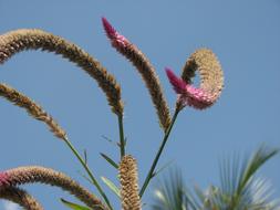 reed Flower Flora