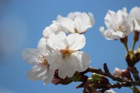 goodly white Spring Flowers