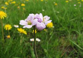 Cuckoo Flower Card Amines at spring