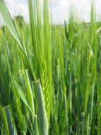 green spring field close up in blurred background