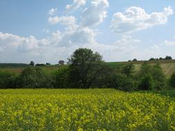 Spring yellow Flowers field