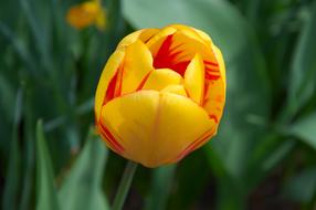 yellow tulip on a flower bed on a blurred background