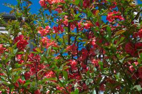 Garden Sky Flowers
