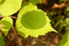 Leaves Green Shadow