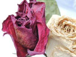 Rose Red Flower dry
