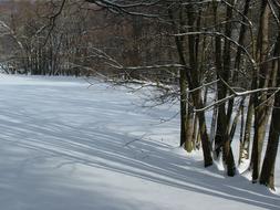 Winter Trees snowy forest