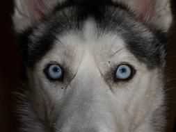 portrait of a Siberian husky with bright blue eyes