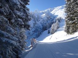 snowy winter in mountain forest landscape