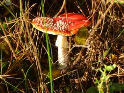 autumn grass and red fly agaric