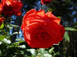 Red Rose in the sun close-up on a blurred background