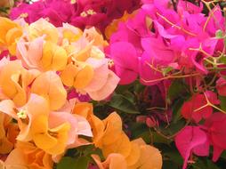 Flowers Pink