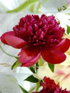 goodly bordo peony