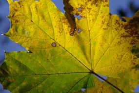 Autumn Fall yellow Foliage