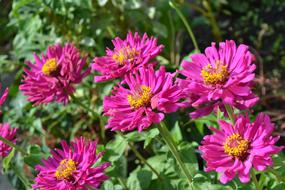 pink flowers in the sun close-up on a blurred background