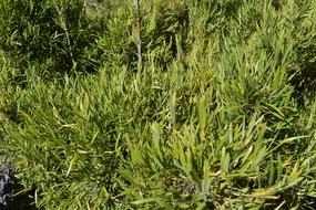 Chusquea Culeou Colihue plants
