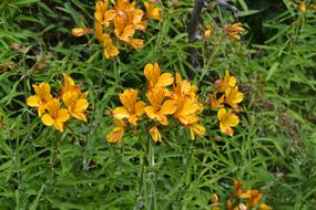 Patagonian Alstromeria Amancay flowers