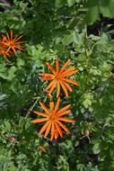 Mutisia orange flowers