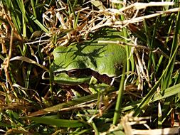 tree frog in green grass