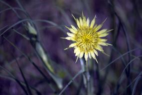 Spring Yellow Weed flower