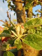 Apple Buds, Hairy Leaves