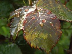 raindrops on a brown leaf