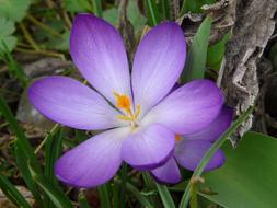 purple Flowers, Crocus