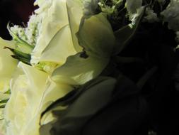petals of white Roses close up