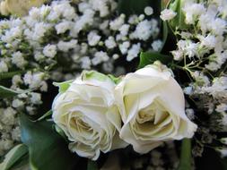 bouquet beautiful Flower Rose white