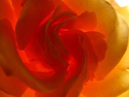 closeup photo of Rose Yellow petals