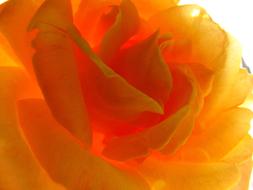 Close-up of the beautiful, yellow and orange rose flower in light