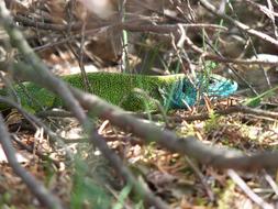 Cute and beautiful, blue and green lizard among the plants
