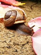snail and pink rose petals close up