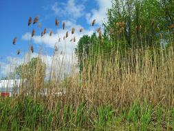 Beautiful and colorful grass near the trees, under the blue sky with white clouds