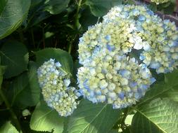 magnificent Hydrangea Blue Pastel