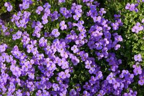 Purple Flowers on Meadow