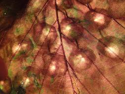 Leaf Red Brown