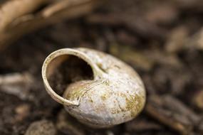 snail shell on the ground in blurred background