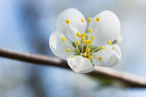 yellow stamens of a blossoming apple tree