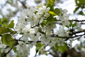 absolutely beautiful white Flowers on branches